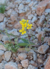 Physaria gordonii