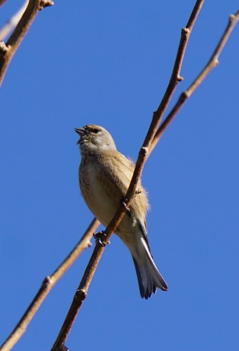 Linotte mélodieuse, femelle