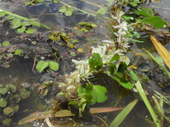 Ludwigia helminthorrhiza