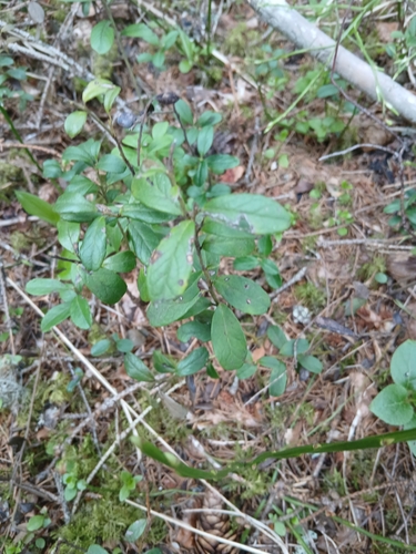 Lingonberry