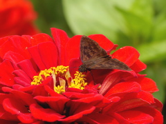 Anastrus sempiternus