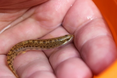 Cobitis paludica