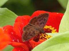 Anastrus sempiternus