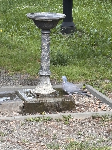 Common Wood-Pigeon