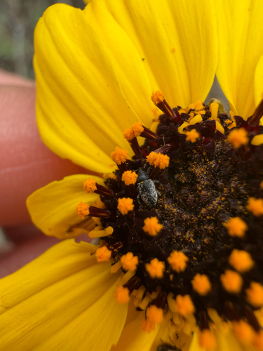iNaturalist observation photo of Water, Rove, Scarab, Long-horned, Leaf, and Snout Beetles