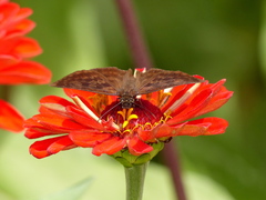Anastrus sempiternus