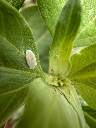 iNaturalist observation photo of Mealybugs