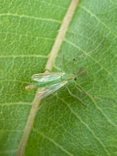 iNaturalist observation photo of Goeldichironomus amazonicus