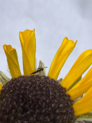 iNaturalist observation photo of Narrow-waisted Wasps, Ants, and Bees
