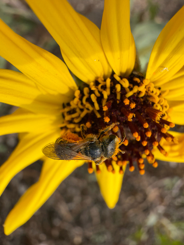 iNaturalist observation photo of Ligated Furrow Bee