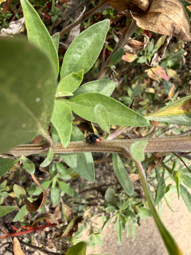 iNaturalist observation photo of Mealybug Destroyer