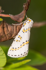 Philtraea paucimacula