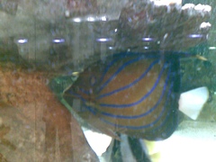 Pomacanthus annularis