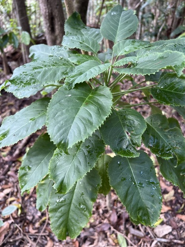 Delissea kauaiensis, 2026-05-18