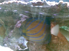 Pomacanthus annularis