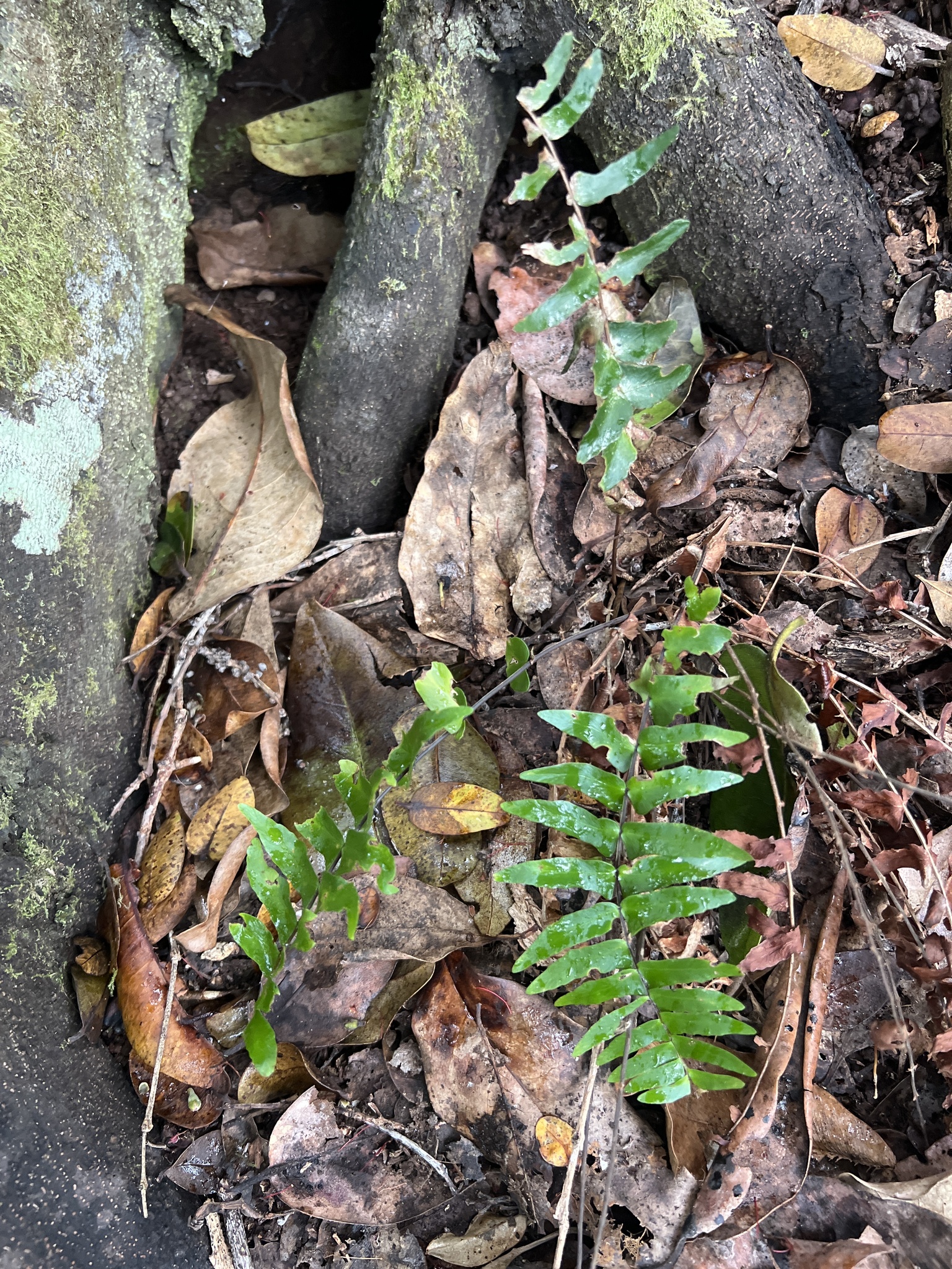 Asplenium dielpallidum N.Snow 2