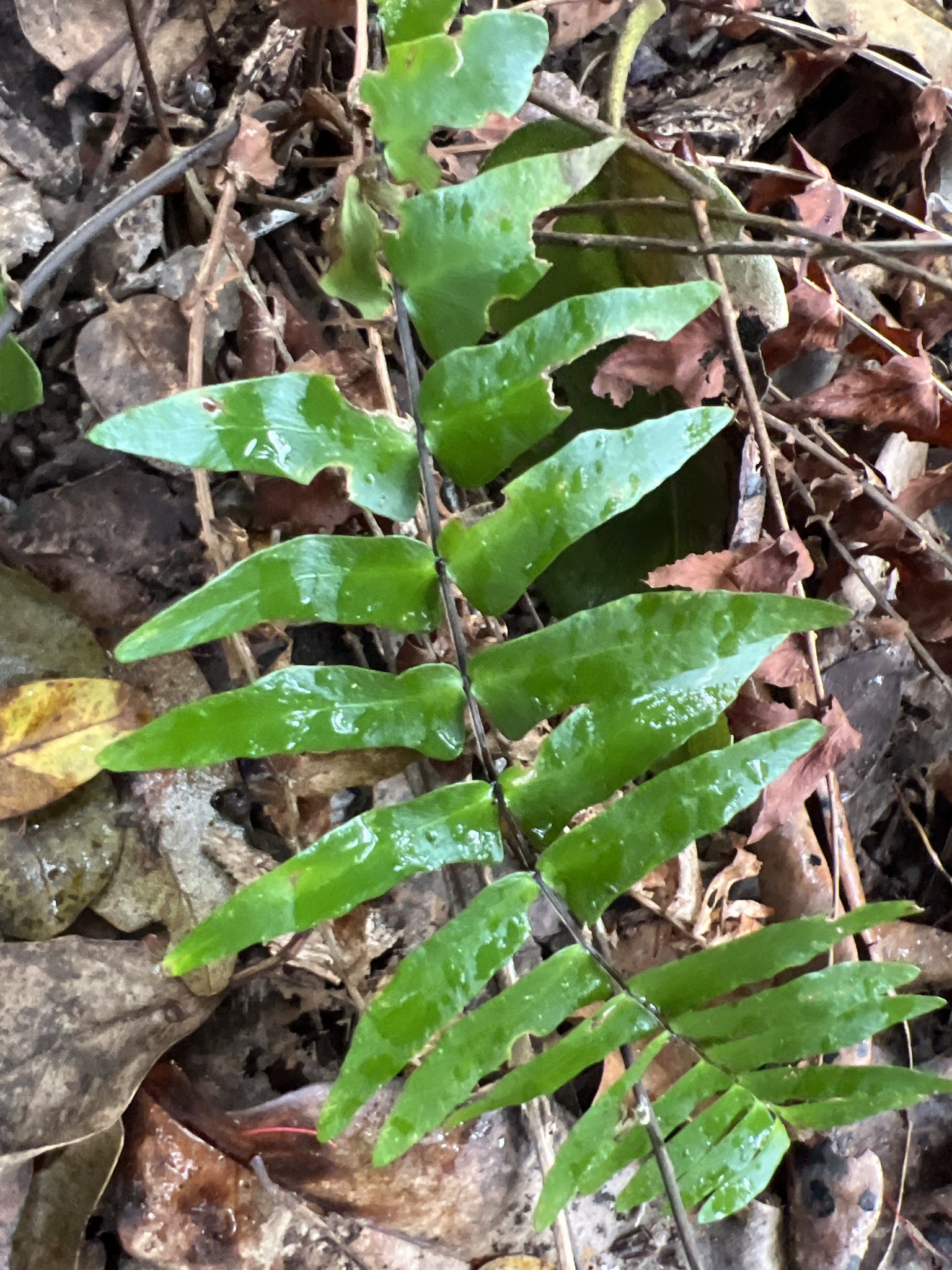 Asplenium dielpallidum