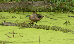 Anas bahamensis galapagensis