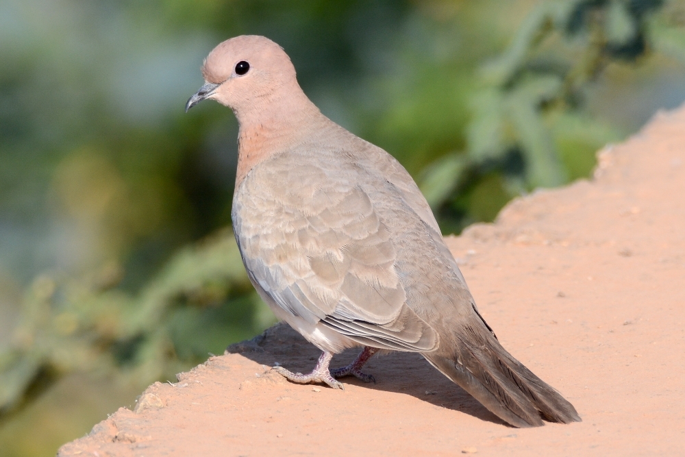 Columbidae breeds deals