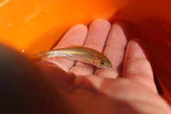 Pseudochondrostoma polylepis