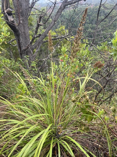 Eragrostis variabilis observed 2026-05-18
