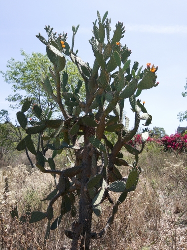 Red Prickly Pear