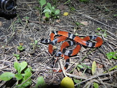 Erythrolamprus bizona