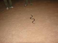 Micrurus pyrrhocryptus