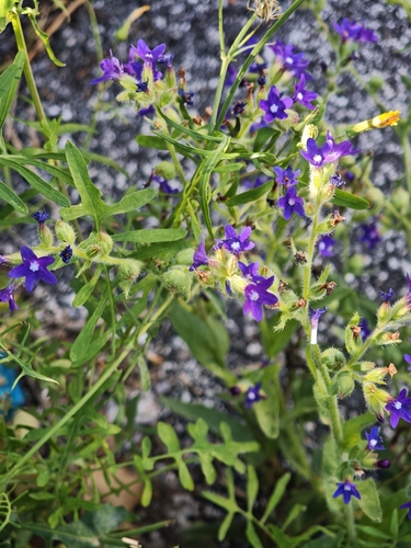 Anchusa hybrida
