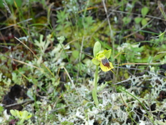 Ophrys sicula