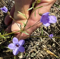 author not stated, no rights reserved Gilia achilleifolia, photograph author not stated, no rights reserved