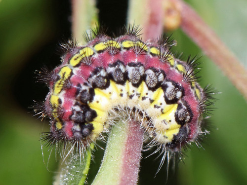 Almond-tree Leaf Skeletonizer Moth