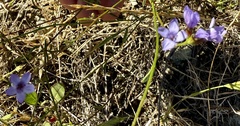author not stated, no rights reserved Gilia achilleifolia, photograph author not stated, no rights reserved