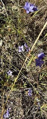 author not stated, no rights reserved Gilia achilleifolia, photograph author not stated, no rights reserved