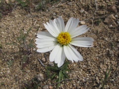 Layia glandulosa