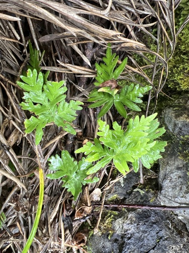 Doryopteris decipiens observed 2026-05-18