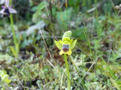 Ophrys sicula