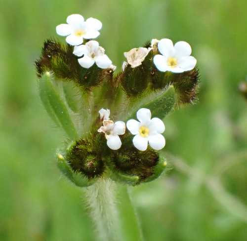 fulvous popcornflower (Plagiobothrys fulvus var. campestris)