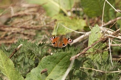 Aglais io