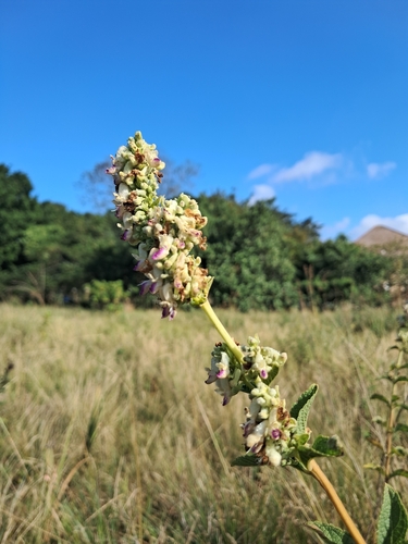 Coleus calycinus observed 2026-05-19