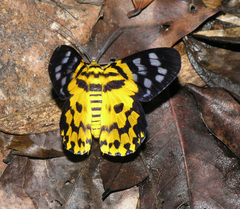 Dysphania subrepleta