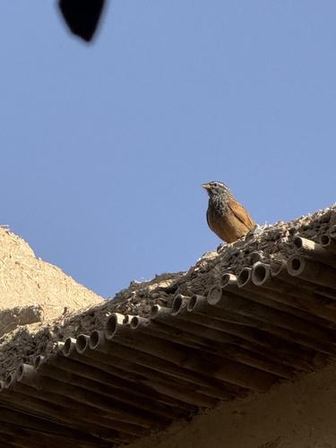 House Bunting