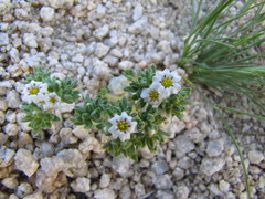 Linanthus maculatus