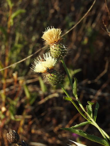 Klasea flavescens, photograph 5