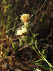 Klasea flavescens, photograph (c) Duarte Frade, some rights reserved (CC BY)