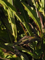 Klasea flavescens, photograph (c) Duarte Frade, some rights reserved (CC BY)
