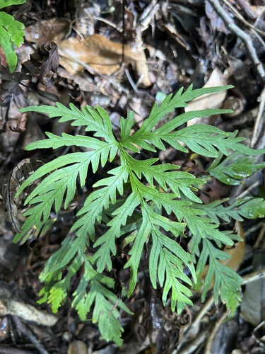 Doryopteris angelica, 2026-05-18