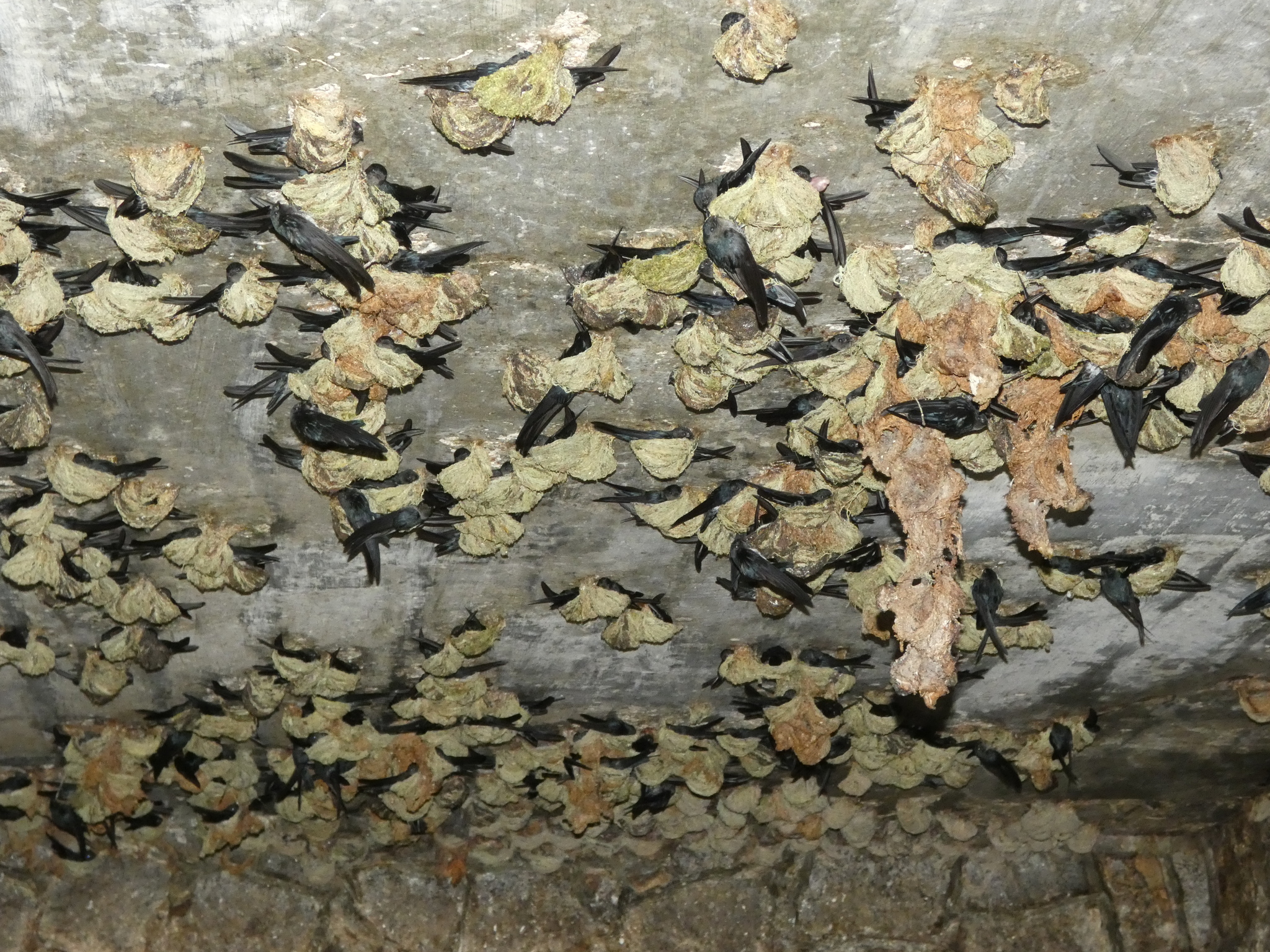 Plume-toed Swiftlet (Collocalia affinis), photo 4