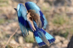 Coracias benghalensis