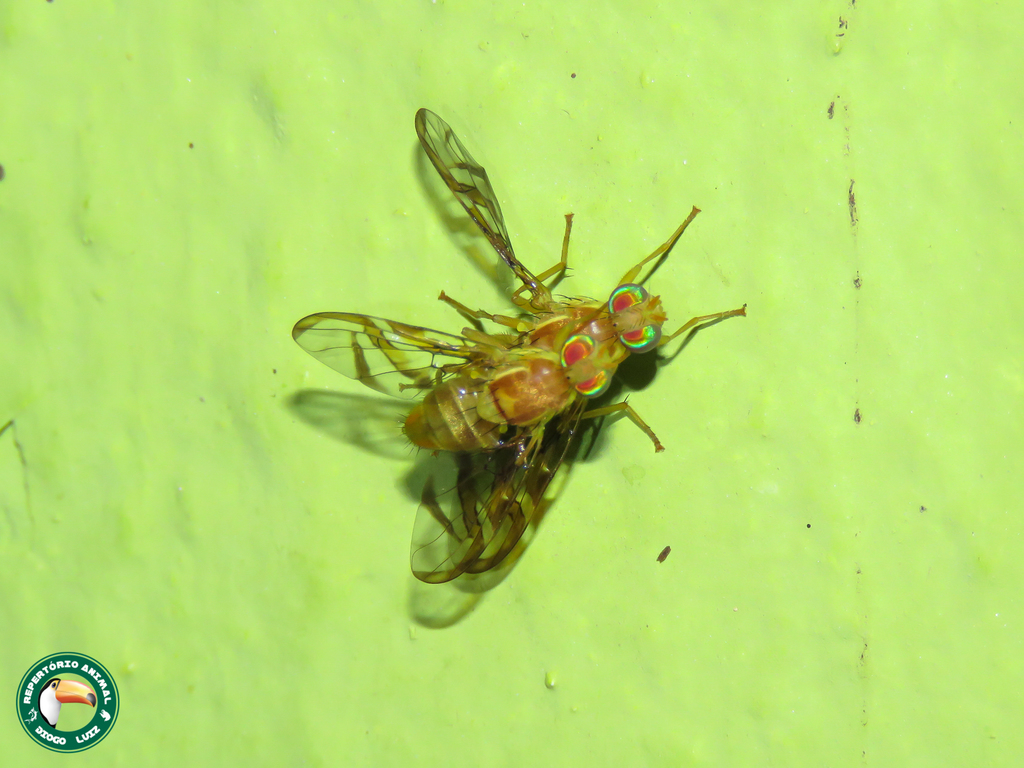 Anastrepha leptozona